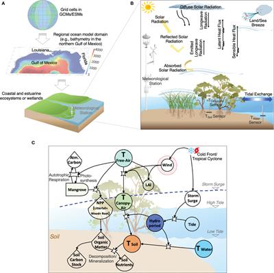 Temperature Across Vegetation Canopy-Water-Soil Interfaces Is Modulated by Hydroperiod and Extreme Weather in Coastal Wetlands